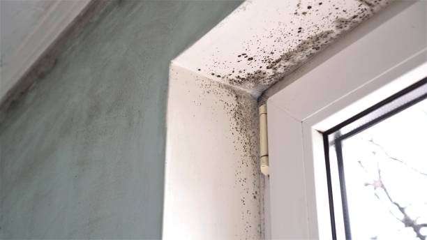 Best Industrial Mold Remediation  in Lake Hopatcong, NJ