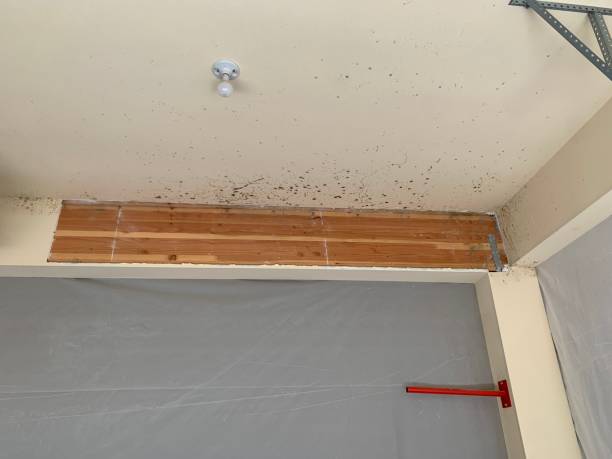 Best Environmental Consulting for Mold Prevention  in Lake Hopatcong, NJ