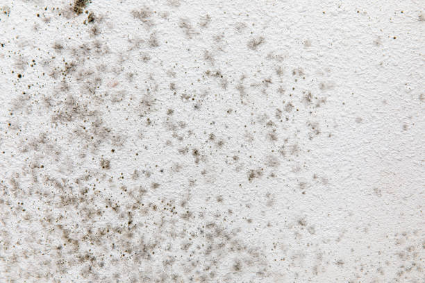 Best Airborne Mold Testing  in Lake Hopatcong, NJ