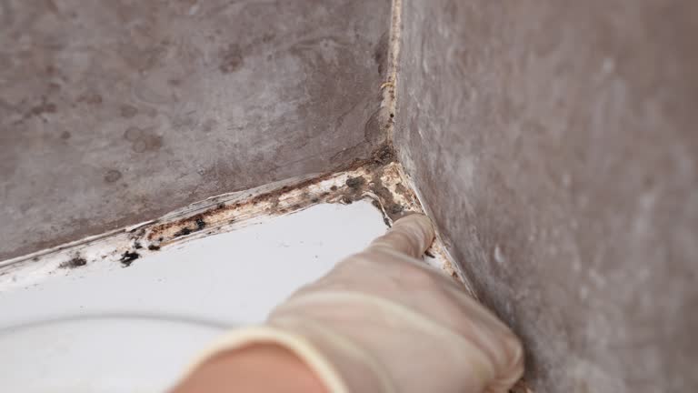 Best Commercial Mold Inspection  in Lake Hopatcong, NJ